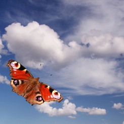 Schmetterling